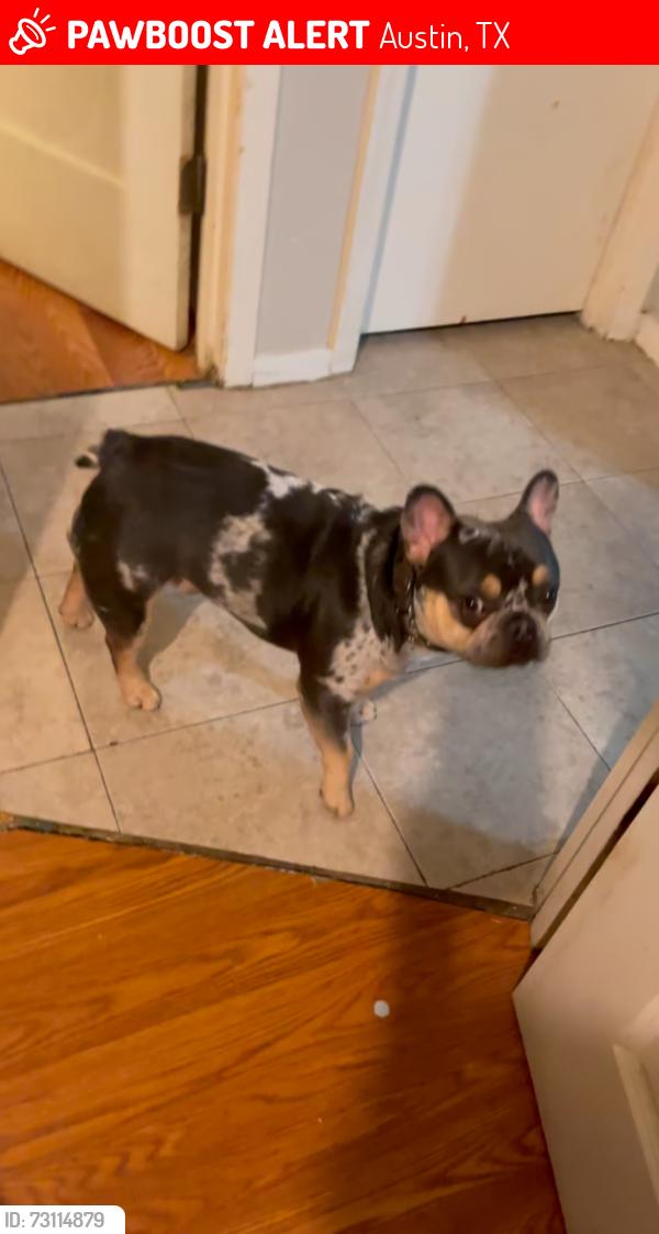 Lost Male Dog last seen Near Lake Charles Drive 78744 Austin Texas, Austin, TX 78744