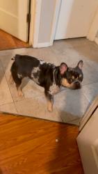 Lost Male Dog last seen Near Lake Charles Drive 78744 Austin Texas, Austin, TX 78744