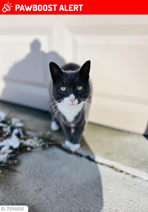 Lost Female Cat last seen Breen, Emmett Township, MI 48022