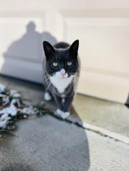 Lost Female Cat last seen Breen, Emmett Township, MI 48022