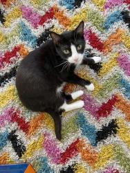Lost Female Cat last seen Misty Oaks neighborhood, San Antonio, TX 78250
