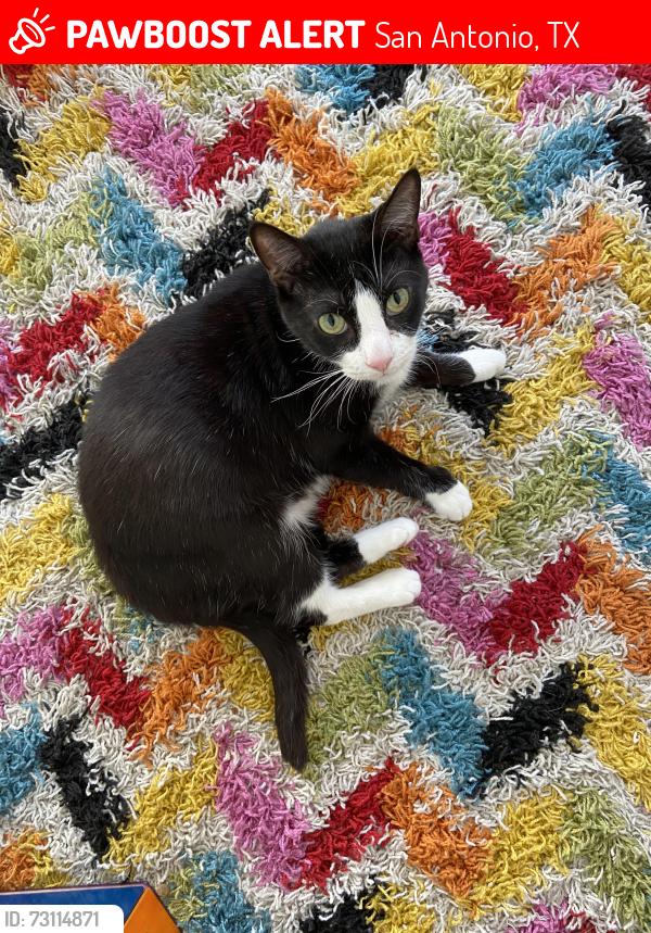 Lost Female Cat last seen Misty Oaks neighborhood, San Antonio, TX 78250