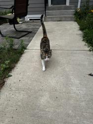 Found/Stray Unknown Cat last seen Minnehaha Park, Minneapolis, MN 55406