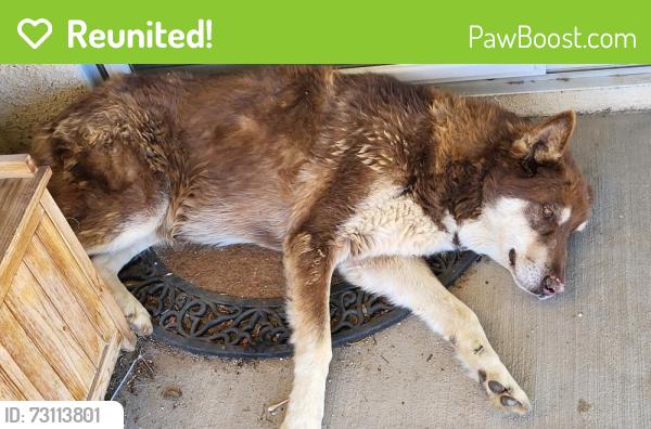 Reunited Male Dog last seen Yuba St and Temecula Ave, Hesperia, CA 92345