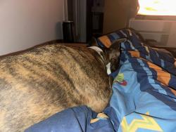 Found/Stray Female Dog last seen Powder Springs Park / Comet Trail, Powder Springs, GA 30127