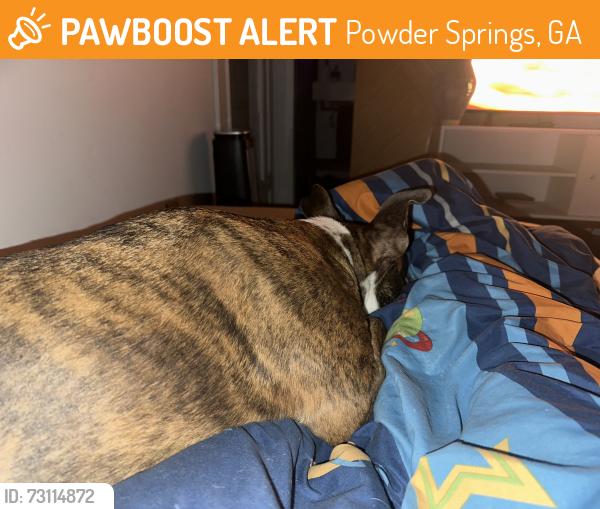 Found/Stray Female Dog last seen Powder Springs Park / Comet Trail, Powder Springs, GA 30127