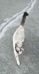 Found/Stray Female Cat last seen Near Antelope and Watt, Antelope, CA 95660
