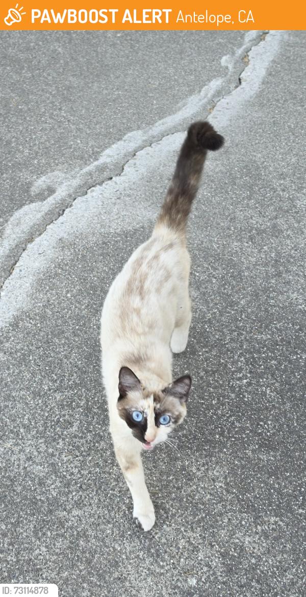 Found/Stray Female Cat last seen Near Antelope and Watt, Antelope, CA 95660