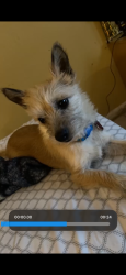 Lost Female Dog last seen Aletha St E, Lehigh Acres, FL 33974