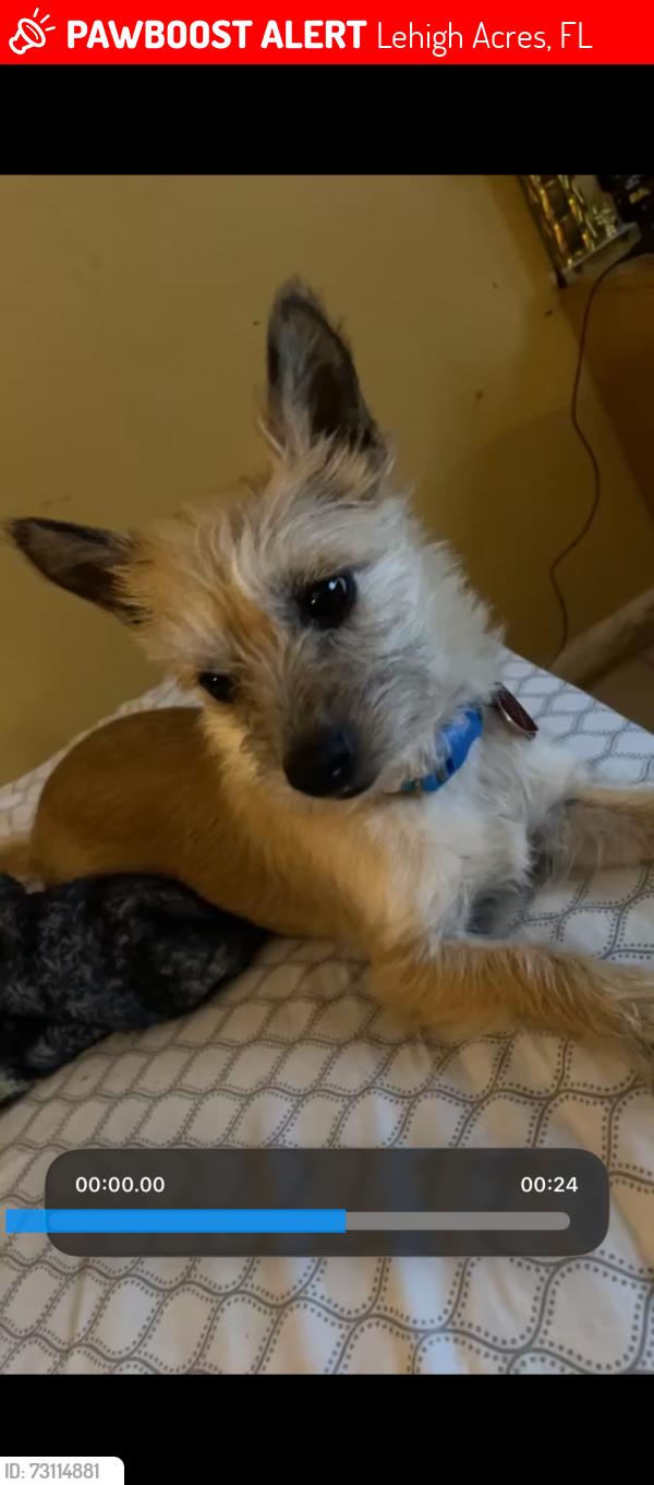 Lost Female Dog last seen Aletha St E, Lehigh Acres, FL 33974