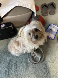 Reunited Male Dog last seen Buchanan Park, Oceanside off College Blvd, Oceanside, CA 92057