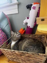 Lost Female Cat last seen Happy Hallow rs, Atlanta, GA 30350