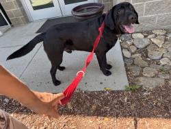 Reunited Male Dog last seen North Hominy Community Center, Newfound Rd, NC 28748
