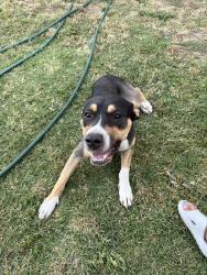 Reunited Male Dog last seen FRUITRIDGE and Belleview, Sacramento, CA 95820