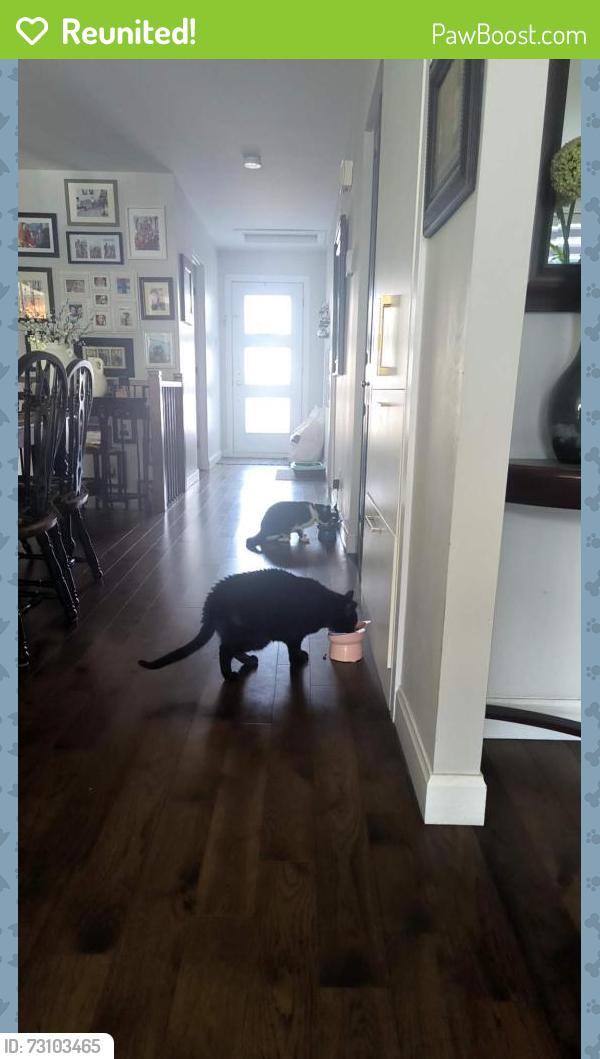 Reunited Male Cat last seen Rue Adelaide, st hubert, Longueuil, QC 