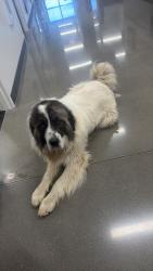 Found/Stray Male Dog last seen 53rd and North Webb, Bel Aire, KS 67067