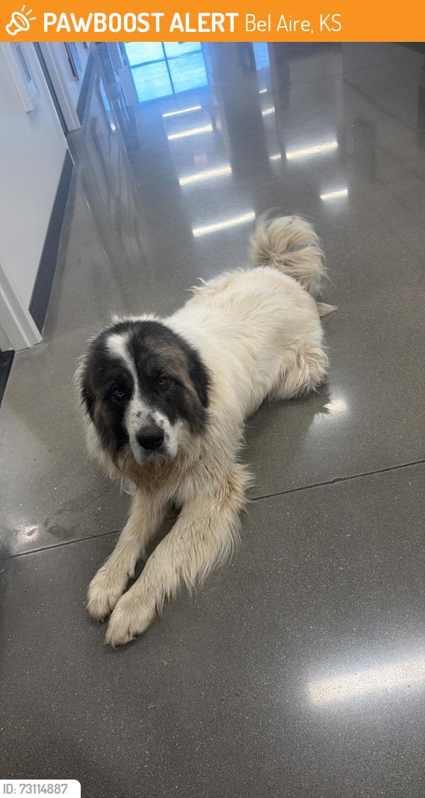 Found/Stray Male Dog last seen 53rd and North Webb, Bel Aire, KS 67067