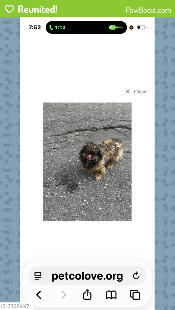 Reunited Female Dog last seen Broad Street , Philadelphia, PA 19141