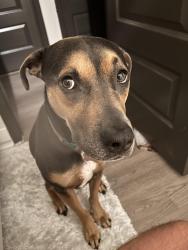 Reunited Female Dog last seen Near Jennifer Way New Braunfels TX 78130 United States, New Braunfels, TX 78130