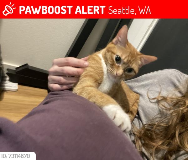 Lost Female Cat last seen Near Arts Building 12th Ave, Seattle, WA 98122