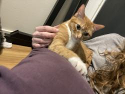 Lost Female Cat last seen Near Arts Building 12th Ave, Seattle, WA 98122