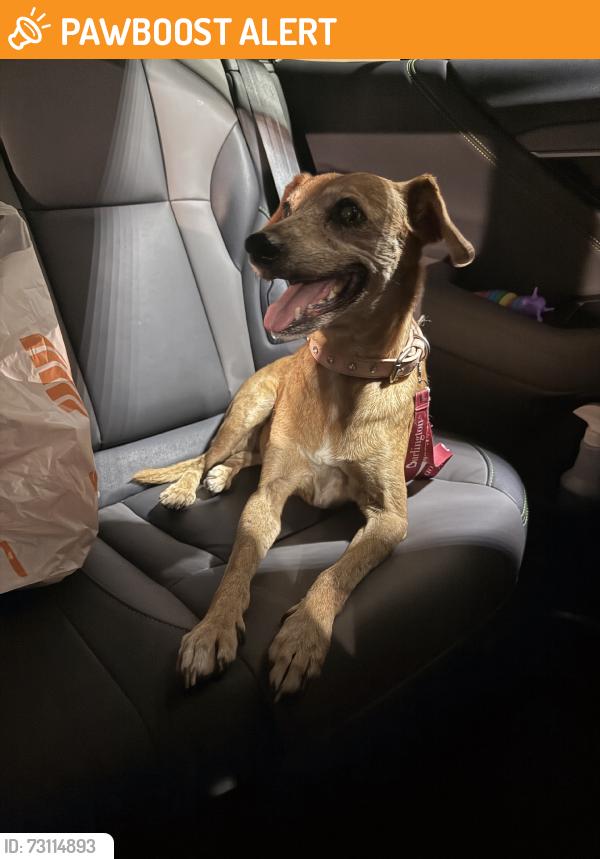 Found/Stray Female Dog last seen Near, Balcones Heights, TX 78201
