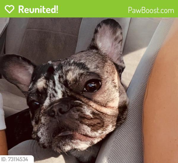 Reunited Female Dog last seen Near Reisling Dr, Perris, CA 92571, USA, Perris, CA 92571