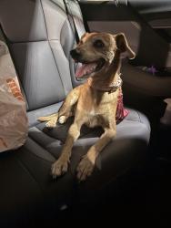Found/Stray Female Dog last seen Near, Balcones Heights, TX 78201