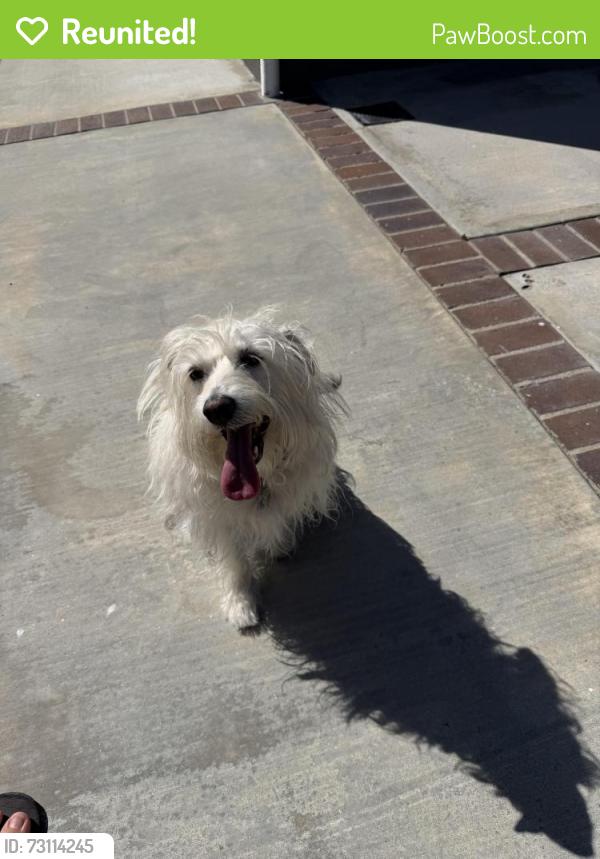 Reunited Female Dog last seen Whittier Lane Huntington Beach, Huntington Beach, CA 92647