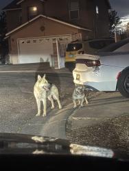 Lost Male Dog last seen 94th st, Albuquerque, NM 87121