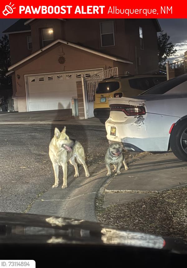 Lost Male Dog last seen 94th st, Albuquerque, NM 87121