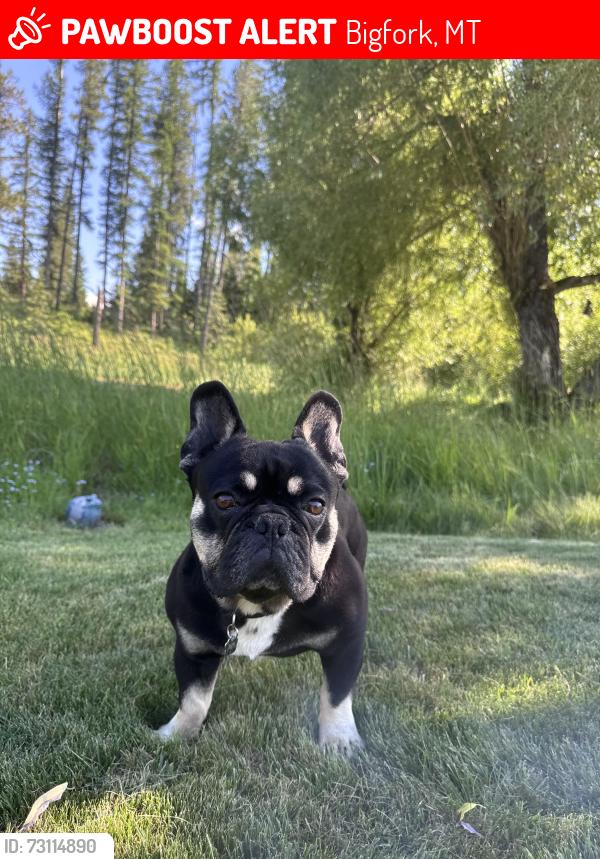 Lost Male Dog last seen Highway 83, Bigfork, MT 59911