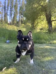 Lost Male Dog last seen Highway 83, Bigfork, MT 59911