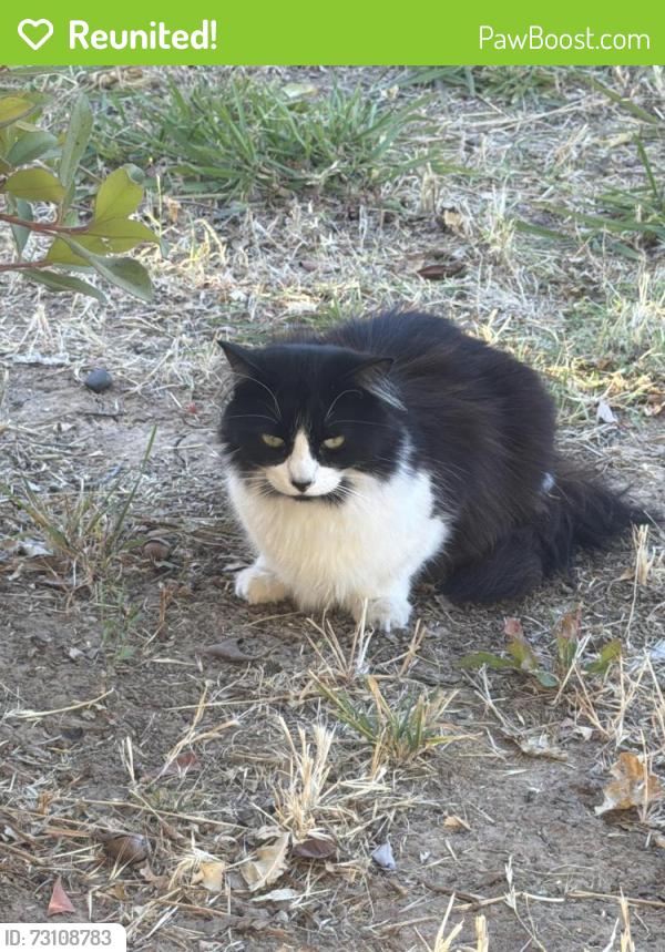Reunited Female Cat last seen Fowler ave, Sacramento, CA 95828