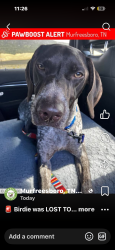 Reunited Female Dog last seen Maymont/Lynnwood, Murfreesboro, TN 37130