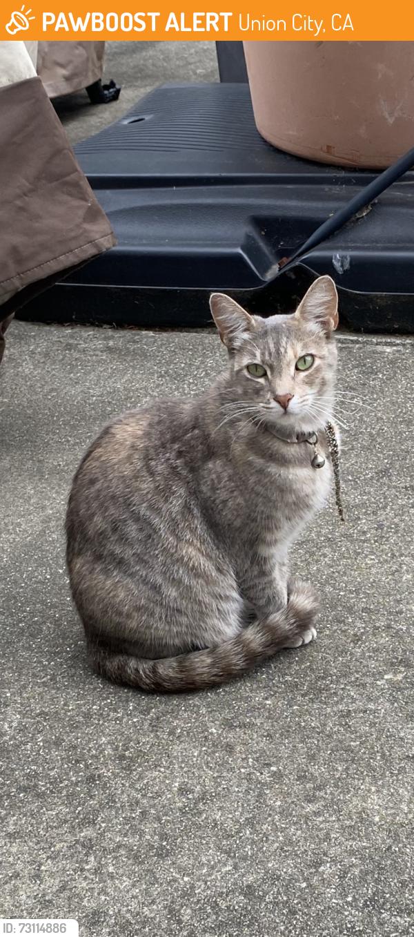 Found/Stray Unknown Cat last seen In my backyard, Union City, CA 94587