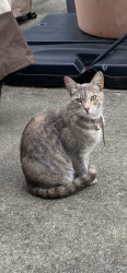 Found/Stray Unknown Cat last seen In my backyard, Union City, CA 94587