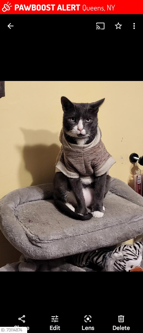 Lost Male Cat last seen Onderdonk ave/69th ave, Queens, NY 11385