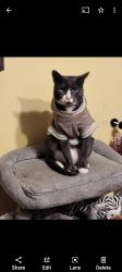 Lost Male Cat last seen Onderdonk ave/69th ave, Queens, NY 11385