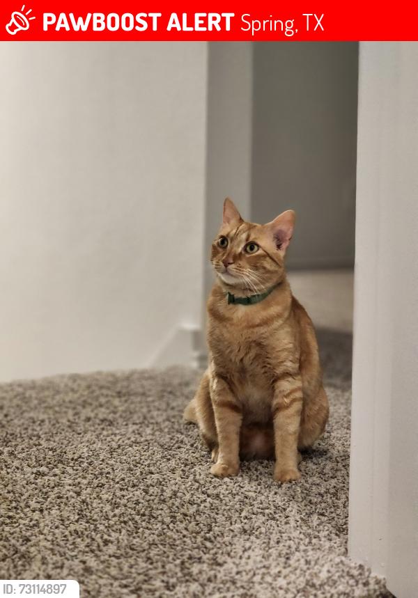 Lost Male Cat last seen Near Aspen Acres Dr 77373 Spring Tx, Spring, TX 77373
