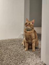 Lost Male Cat last seen Near Aspen Acres Dr 77373 Spring Tx, Spring, TX 77373