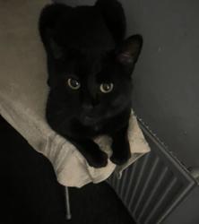 Reunited Male Cat last seen hyde park, West Yorkshire, England LS6 1HH