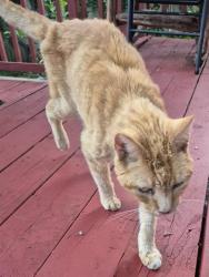 Shelter Stray Male Cat last seen TIMBER SPRING, 4710 TX-151, San Antonio, TX 78227, USA