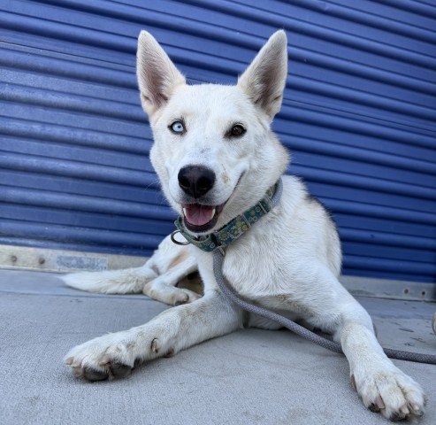Shelter Stray Female Dog last seen Near BLOCK KENTUCKY ST, BAKERSFIELD CA 93306, 3951 Fruitvale Ave, Bakersfield, CA 93308, USA