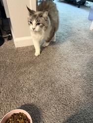 Lost Female Cat last seen Near 134th Ave se, Bellevue, WA 98005