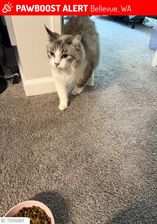 Lost Female Cat last seen Near 134th Ave se, Bellevue, WA 98005