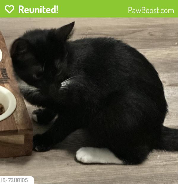 Reunited Female Cat last seen Near the supermarket la estrellita, the street is called east howe ave, Lansing, MI 48906