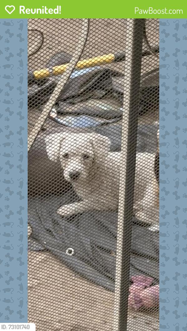 Reunited Male Dog last seen Near Harbinson Ave, La Mesa, CA 91942, USA, La Mesa, CA 91942