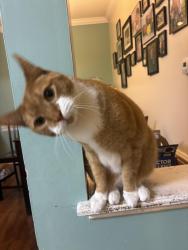 Lost Male Cat last seen Near standing rock way skycrest, Raleigh, NC 27604