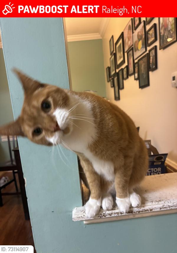 Lost Male Cat last seen Near standing rock way skycrest, Raleigh, NC 27604